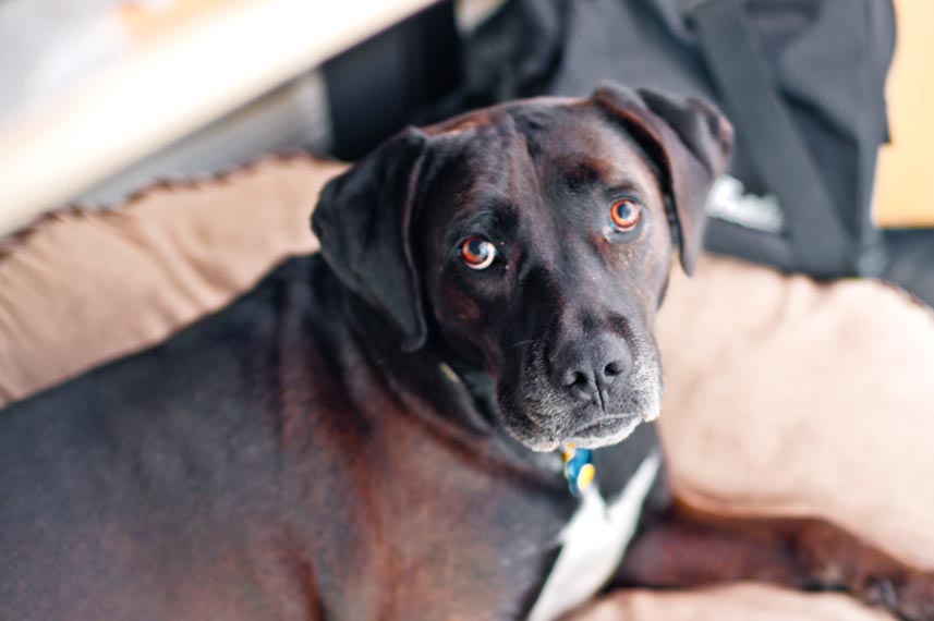 Closeup of a black lab mix looking at the camera with sad eyes.