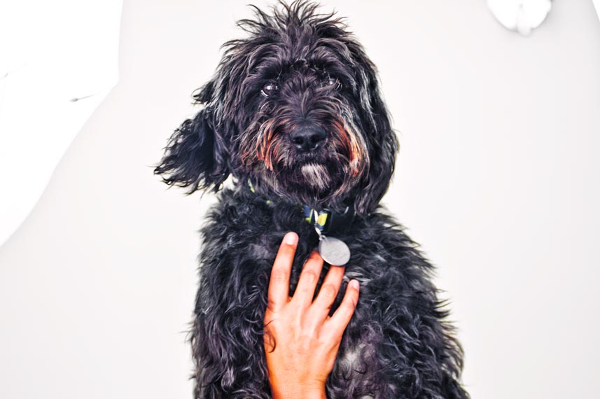 Curly-haired black dog looking at the camera while getting her chest scratched.